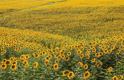 Sunflowers