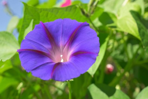 Grannyvine or morning glory