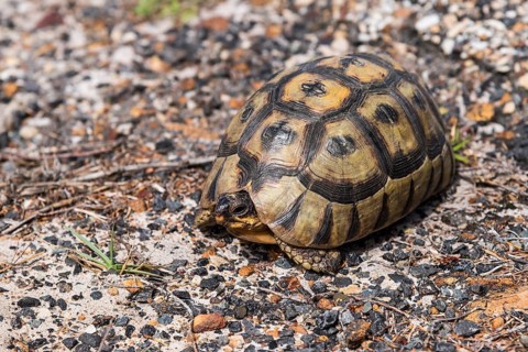 Angulate Tortoise