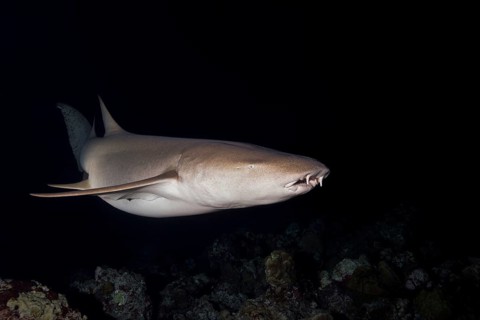 Tawny nurse sharks