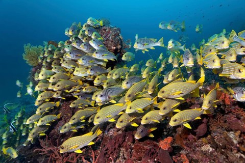 School of Ribboned sweetlips