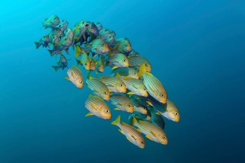 Yellow-ribbon sweetlips