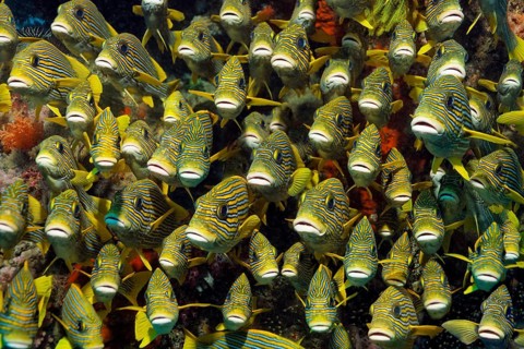 School of ribboned sweetlips