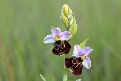 Late spider orchid