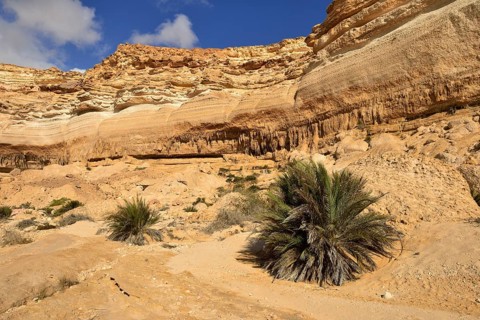 Limestone canyon of Wadi Shuwaymiyah
