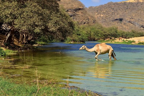 Arabian camel