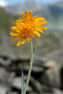 Senecio doronicum