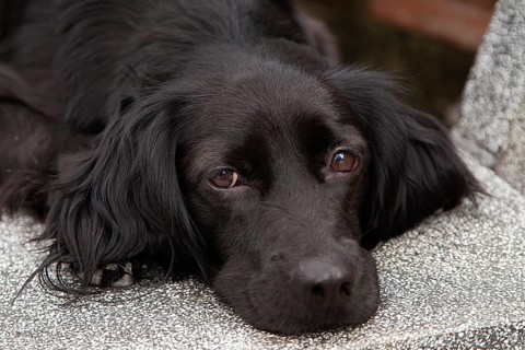 Young labrador mix