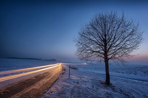 Winter landscape with bare tree