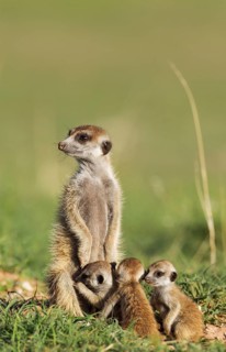 Suricates