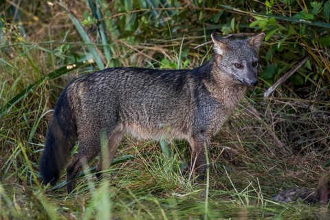 Hoary fox