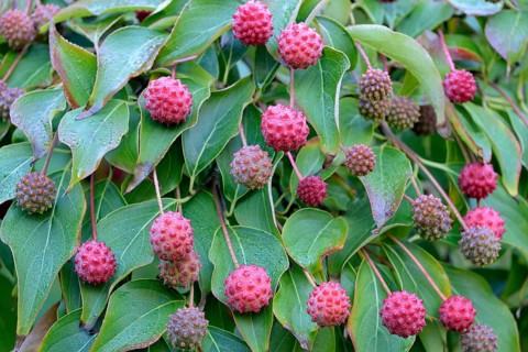 Cornus kuosa chinensis