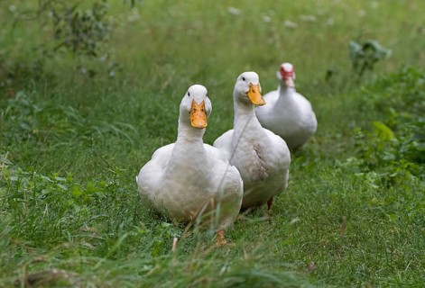 Two German Peking ducks