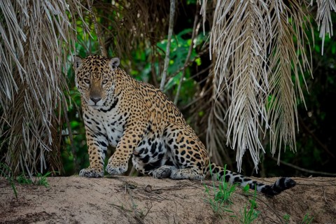 Jaguar