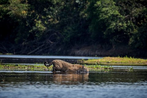 Jaguar
