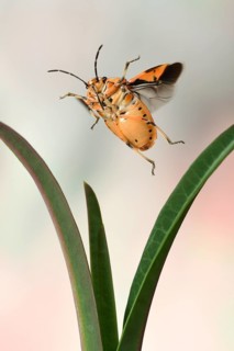 Eurydema ornata