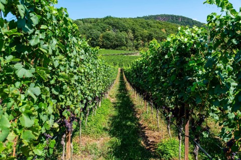 Blue grapes