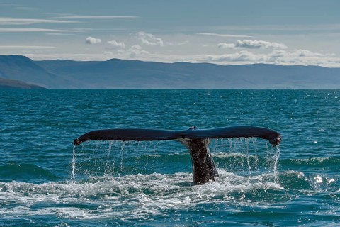 Tail