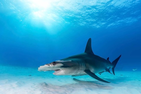 Great hammerhead