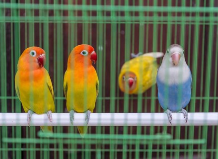 Parakeets in a cage
