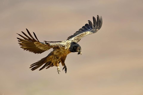 Young Bearded Vulture