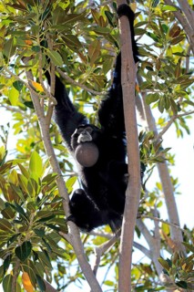 Siamang