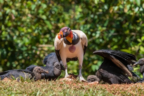 Scavenging black vulture