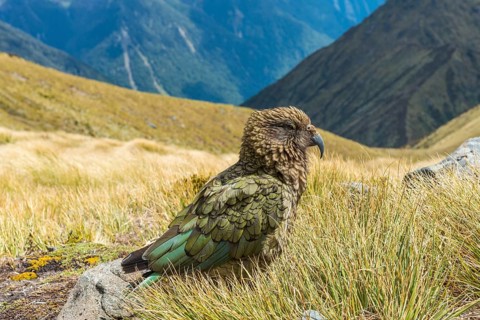 Mountain parrot