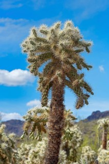 Teddy-bear cholla Cactus