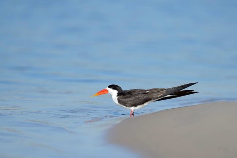 African skimmer