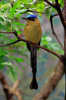 Blue-crowned motmot