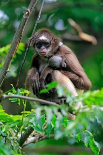 White-bellied spider monkey