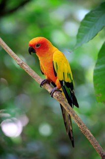 Sun conure