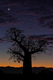 Baobab