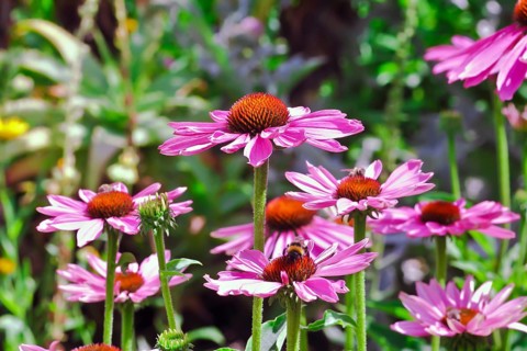 Narrow-leaved purple coneflower