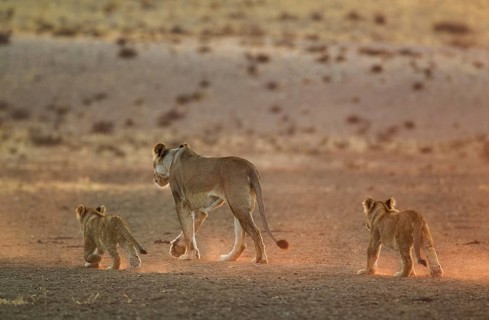 Lions