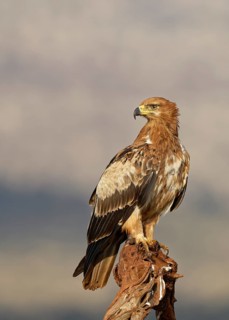 Tawny eagle