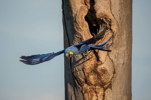Hyacinth macaw