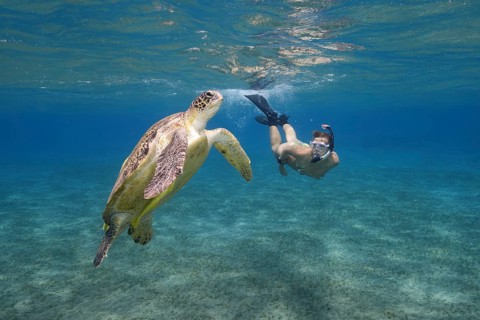 Woman with mask and fins snorkling with Green Sea Turtle