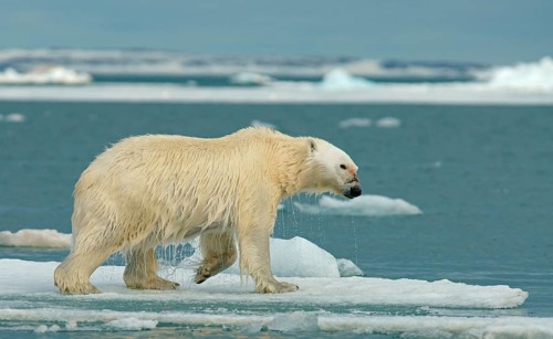 Polar bear