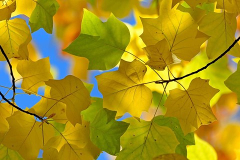 Tulip tree