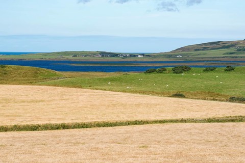 Barley fields for the whiskey production