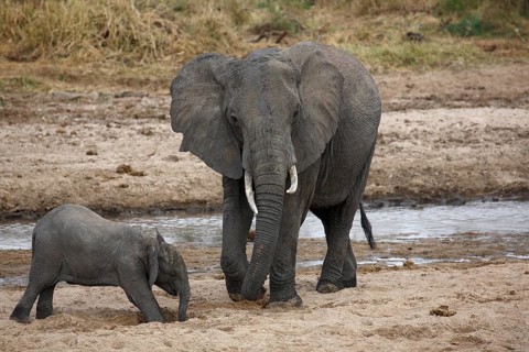 African bush elephants