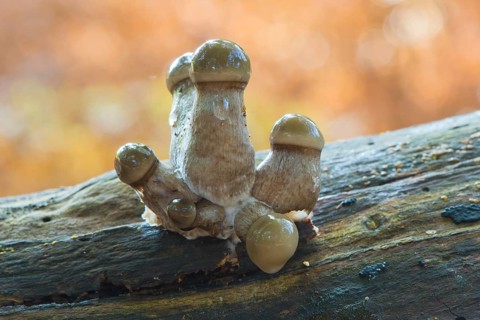 Young porcelain fungi