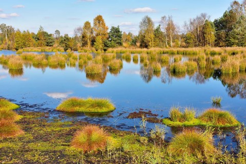 Moor pond with lakeshore bulrushes