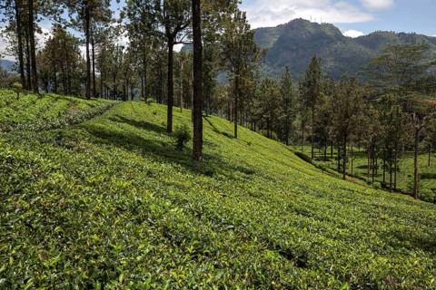 Tea plants