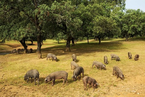 Grazing black Iberian pigs under holm oaks