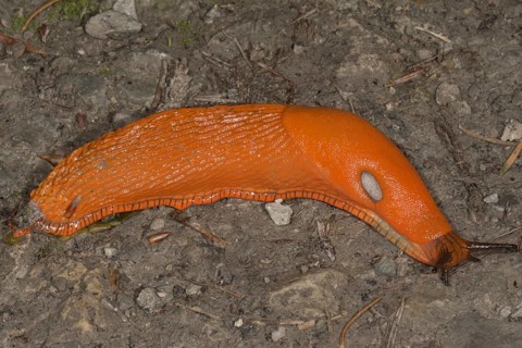 Red slug