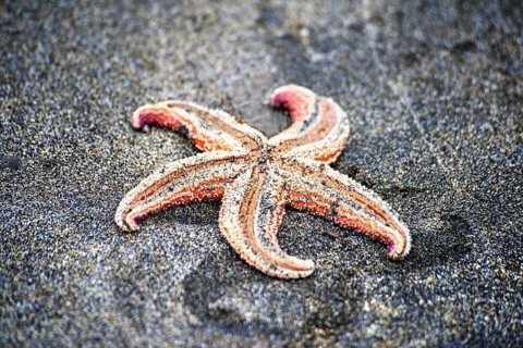 Dead starfish