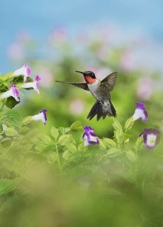 Ruby-throated Hummingbird